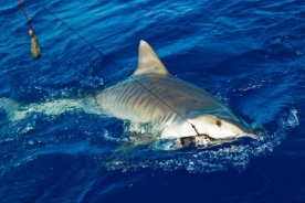 Na lovu tygřího žraloka v Indickém oceánu.