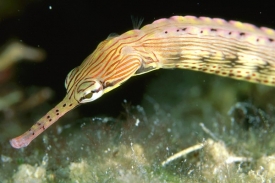 U mořských jehel se embrya vyvíjejí v těle samečka. Nemají nic jisté.