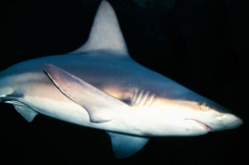 Obchod se žralokem sleďovým by měl být od nynějška přísně regulován.