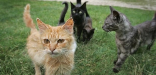 Kočky jsou zbytečné oběti, tvrdí ochránci zvířat (ilustrační foto).