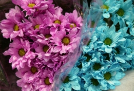 Dáte si fialku či květ rozmarýnu?
