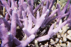 Korály ohrožuje jakékoli znečištění.