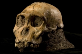 Lebka asi devítiletého chlapce druhu Australopithecus sediba.