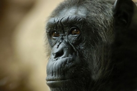Šimpanzi dovedou dát najevo smutek nad smrtí svých blízkých.