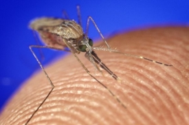 Komár rodu Anopheles, přenašeč malárie.