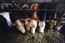 Cesta mléka od krav může být komplikovaná (ilustrační foto).