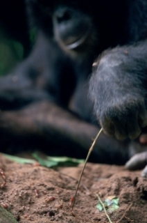 Stéblo trávy pro vytahování termitů - šimpanzí klasika.