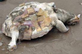 Moře vyplavuje kvůli ropné skvěně tisíce mrtvých živočichů.