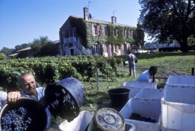 Sklizeň na vinicích u Château Margaux .