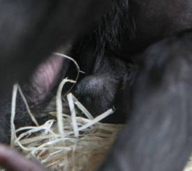 Gorilí mládě ukázalo fotografovi samčí pohlavní orgán.