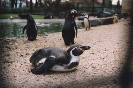 Tučňáci v pražské zoo.