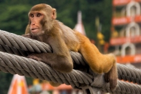 Makakové dovedou ocenit atraktivní snímek jiného makaka.
