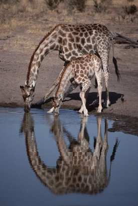 Žirafy v Zimbabwe.