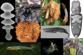 Mezi desítkou druhů jsou ryby, červi, houby i rostliny.