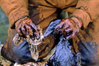 Pták zasažený ropou po katastrofě tankeru Exxon Valdez.