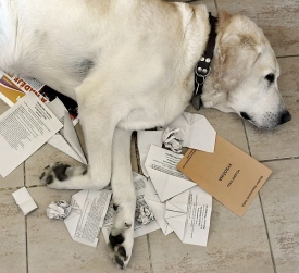 Labrador odpočívá na volebních lístcích.