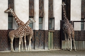 Žirafám se ve Dvoře Králové daří (ilustrační foto).