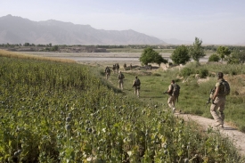 Alianční vojáci v poli máku na jihu Afghánistánu.
