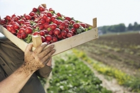 Zeleninu či ovoce přímo od pěstitele pořídíte na farmářských trzích.