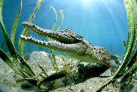 Krokodýli mořští efektivně využívají jinak zrádných proudů.