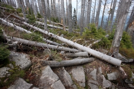 Bouřka způsobila v lesích zkázu (ilustrační foto).