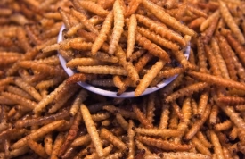 Smažené larvy z thajské tržnice - v Asii velká delikatesa.