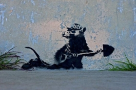 Banksyho americké krysy se do Austrálie nehrnou.