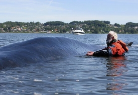 Jeden z expertů na velryby u uvízlého plejtváka.