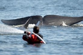 Záchranáři polévají uvízlou velrybu. 