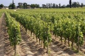 Oblast Bordeaux je rájem pro vinaře celého světa.