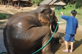 Je libo mytí slonů? Dobrý pocit může zkazit nákladnost dovolené.