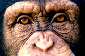 Šimpanzi jsou naši nejbližší příbuzní - a podle toho se také chovají.