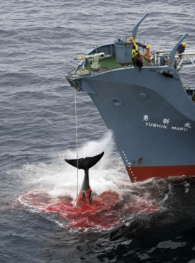 Japonská loď Jušin Maru a její další velrybí oběť.
