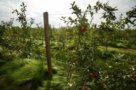 Největší sady v Česku jsou jabloňové.