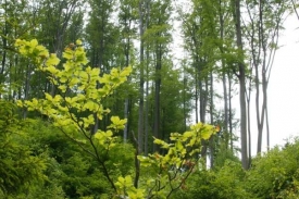 Lesy ČR žalují ČEZ kvůli tou, že emise z elektráren měly ničit stromy.