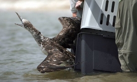 Očištěný pelikán se vrací do Mexického zálivu.