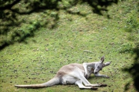 V Austrálii mají potíže nejen s přemnoženými klokany.