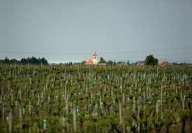 Moravské vinice usilují o body i na hudebním festivalu ve Znojmě.
