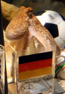 Německá chobotnice Paul si často vybere za vítěze Německo.