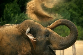 Sloni v Bangkoku přijdou o pamlsky (ilustrační foto).