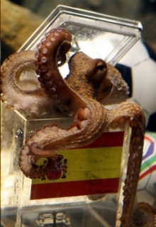 Chobotnice Paul - věštec zápasů na šampionátu.