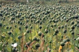 Afghánistán je největší producent heroinu a opia na světě.