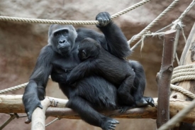 Gorily si hrají na schovávanou i na četníky a zloděje.