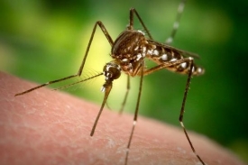 Komáři způsobují v Karibiku problémy (ilustrační foto).