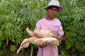 Thajští zemědělci doufají, že jim vosičky zachrání úrodu manioku.