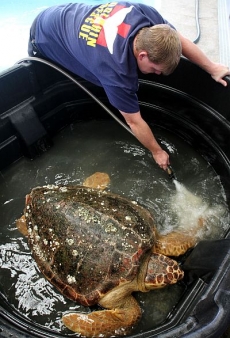 Želva zachráněná z oblasti zasažené ropou.