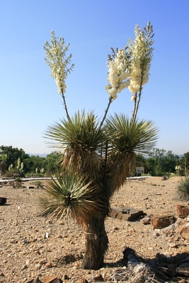 Juka Yucca thompsoniana (ilustrační foto).