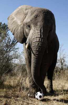 Se slony je nejen legrace (ilustrační foto).
