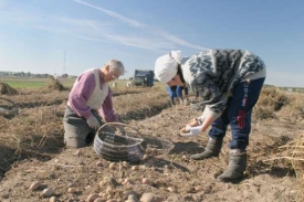 Běloruští zemědělci při sběru brambor.