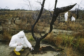 Ne všechna vegetace v okolí Černobylu se dokázala přizpůsobit.